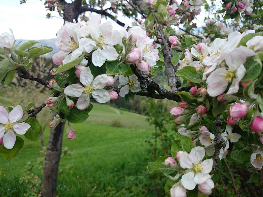 Bio-bauernhof Kurzeck Goestling an der Ybbs